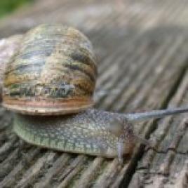 snails81-300x225-150x150