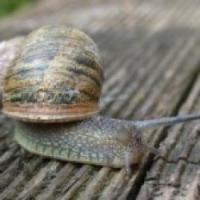 snails81-300x225-150x150
