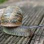 snail