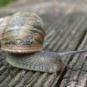 snail
