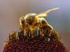 honey-bee-1370423