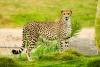 fast-cat-1309253