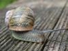 snails81-300x225